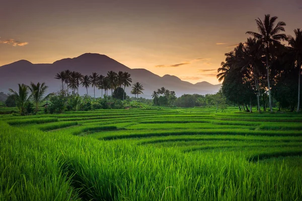 Panorama Indonesia Los Campos Arroz Con Arroz Verde Cielo Despejado — Foto de Stock