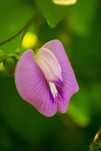 朝に緑の葉を持つ美しい野生の紫色の花 — ストック写真