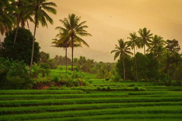 亚洲人看阳光明媚的早晨 山中的小鸟和印度尼西亚凯末木村的绿稻田 — 图库照片