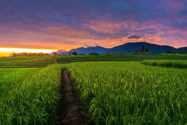 印度尼西亚Kemumu村的高山美景和绿稻田 — 图库照片