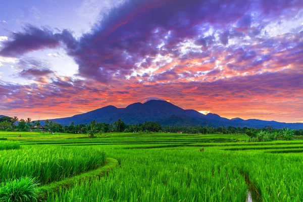 Азиатские Пейзажи Красивом Утреннем Солнце Над Горами Зеленые Рисовые Поля — стоковое фото