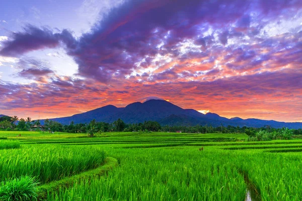 Paisagem Asiática Belo Sol Manhã Sobre Montanhas Campos Arroz Verde — Fotografia de Stock