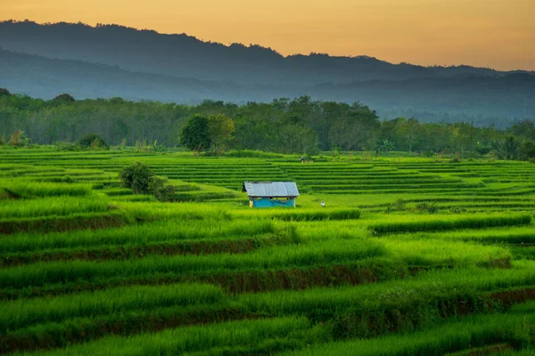 Sabah Yeşil Pirinç Tarlalarının Arasında Küçük Bir Barakanın Fotoğrafı — Stok fotoğraf