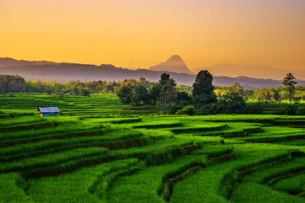 Vista Mañana Sobre Extensión Campos Arroz Verde Día Soleado Hermosas — Foto de Stock