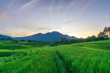 Bengkulu, Endonezya 'nın pirinç tarlalarındaki manzara