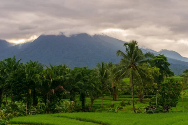 早上在绿稻田和椰子树中看到的路 — 图库照片