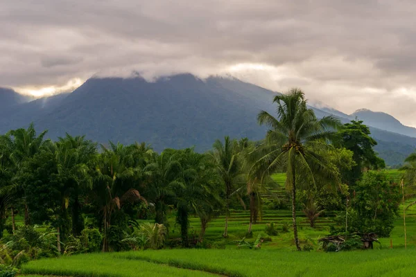 Vue Sur Route Dans Les Rizières Vertes Les Cocotiers Matin — Photo