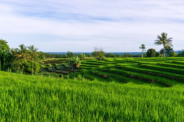 View Green Rice Terraces Coconut Trees — Stock Photo, Image