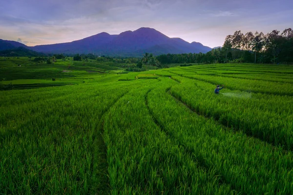 Солнечный Утренний Вид Фермером Работающим Зеленом Рисовом Поле — стоковое фото