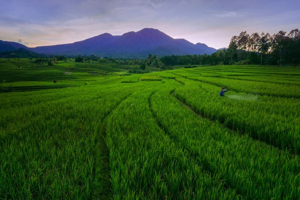 Sunny Morning View Farmer Working Green Rice Field Stock Picture