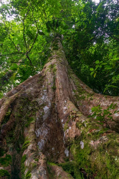 Endonezya Tropikal Ormanlarındaki Büyük Bir Ağacın Fotoğrafı — Stok fotoğraf