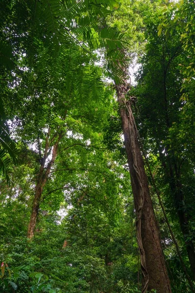 Floresta Tropical Indonésia Paisagem Selvagem Com Árvores Altas — Fotografia de Stock