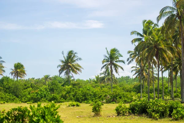 Paisagem Natural Coqueiros Alinhados Costa Indonésia — Fotografia de Stock