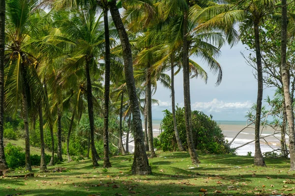 Pemandangan Alami Pohon Kelapa Pantai Indonesia — Stok Foto