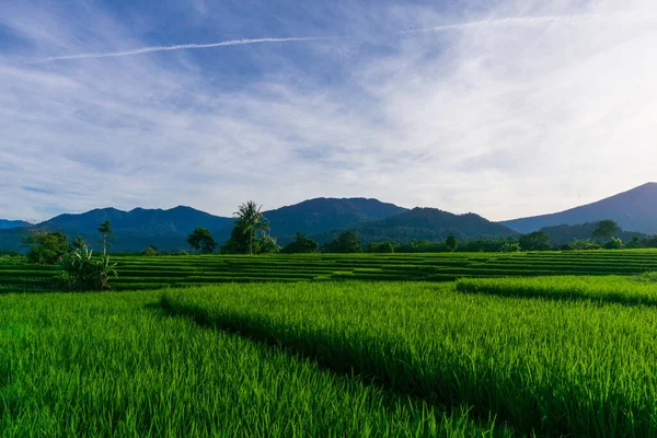 Природные Пейзажи Утром Зеленых Рисовых Полях Горах Индонезии — стоковое фото