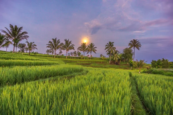 Strawberry Moon Natural Scenery June Rice Fields Indoensia — Stock Photo, Image