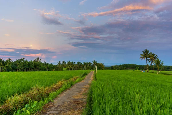 Panoramic View Green Rice Fields Strawberry Moon June Morning Sun — Stock Photo, Image