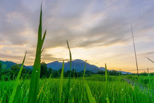 Panorama Der Indonesischen Reisfelder Der Morgensonne — Stockfoto