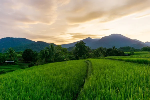 Вид Зелені Поля Рису Вранці Заході Індонезії — стокове фото