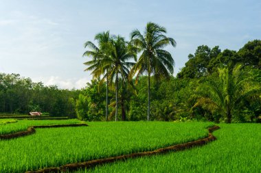 Sabahları mavi gökyüzündeki güzel tarım sektörünün panoramik görüntüsü