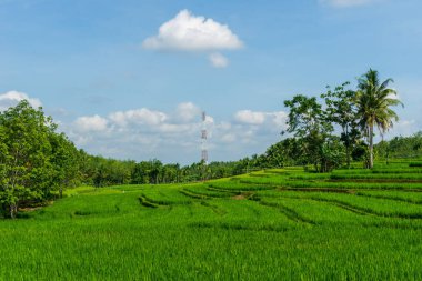 Endonezya 'daki tarım sektörü ve haberleşme kulelerinin panoramik görünümü