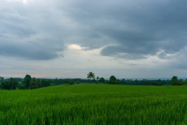 Endonezya tropikal mevsiminde yeşil ve bulutlu pirinç tarlalarıyla panoramik manzara