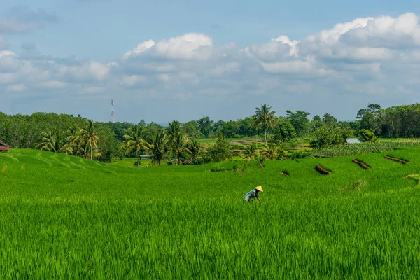 Landwirtschaft Mit Grünen Reisfeldern Indonesischen Agrarsektor — Stockfoto