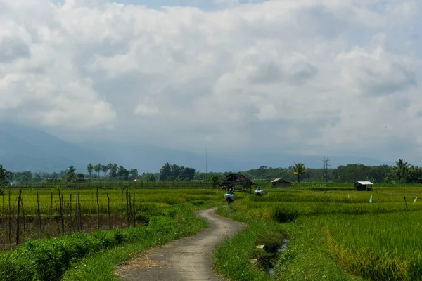 Infrastructures Routières Rurales Dans Secteur Agricole Rizicole Indonésie — Photo
