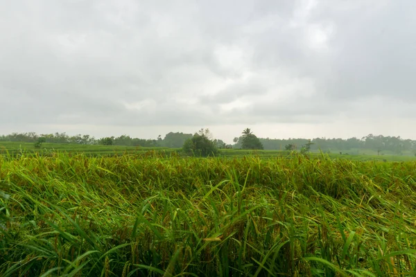 Panoramisch Uitzicht Rijstvelden Storm Beschadigde Rijst — Stockfoto