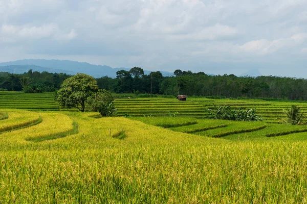 Panoramic View Yellowing Rice Fields Mountains Sunny Day Village Indonesia — Stock Photo, Image