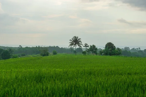 インドネシアの村域における緑の田んぼと霧のパノラマビュー — ストック写真