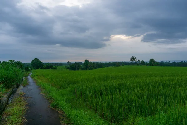 Вид Сельскую Местность Зелеными Облачными Рисовыми Полями Дождливый Сезон — стоковое фото