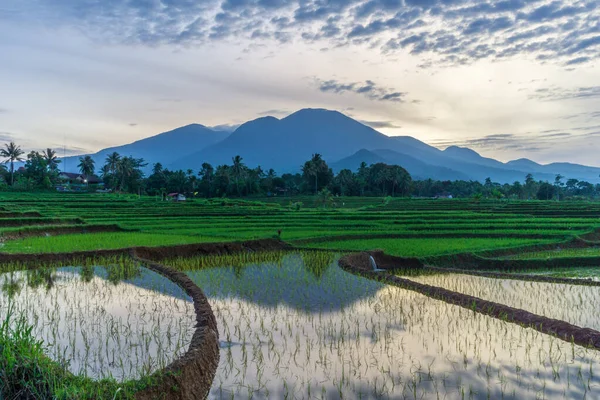 Vista Matutina Reflexión Montañosa Campos Arroz Indonesios —  Fotos de Stock