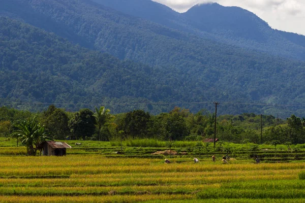 Vue Des Terres Agricoles Indonésiennes Sous Mont Bengkulu Indonesia — Photo