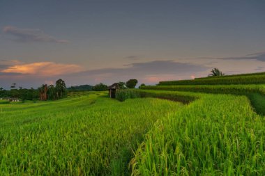 Sarı pirinç tarlalarında parlak güneş ışığı olan Endonezya sabah manzarası