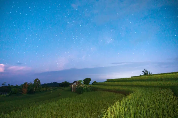panoramic view of the stars in the morning of Indonesia with bright sunlight in the yellow rice fields
