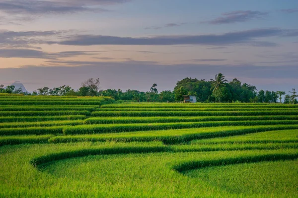 印尼一个村庄阳光明媚的早晨 阳光明媚 黄绿色稻田尽收眼底 — 图库照片
