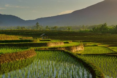 Güneşin güzel manzarası ve mavi dağdaki sabah sisi ve Endonezya pirinç tarlalarının güzel terası.
