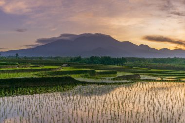Endonezya pirinç tarlalarının üzerinde sabah aydınlandığında güneşin doğuşunun yansıması.