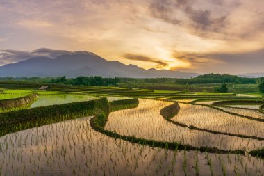 Sabah güneşinin dağ bölgesinde parlayan yansıması ve Endonezya pirinç tarlalarının güzel terasları.