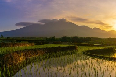 Kemumu, Kuzey Bengkulu, Endonezya 'nın pirinç tarlalarında parlayan sabah güneşi manzarası