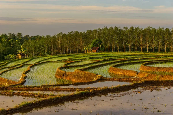 Панорамный Вид Горные Отражения Красивые Рисовые Террасы Утром Индонезии — стоковое фото