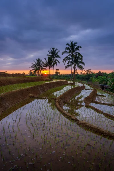 Der Blick Auf Den Sonnenuntergang Den Bergen Und Reisfeldern Morgen — Stockfoto