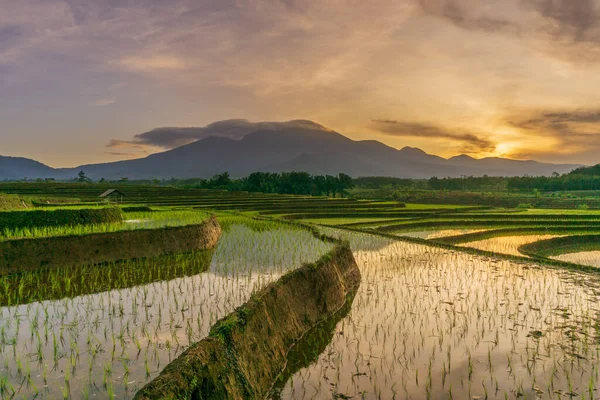 View Reflection Morning Sun Shining Mountain Area Rice Terraces Indonesia — Stock Photo, Image
