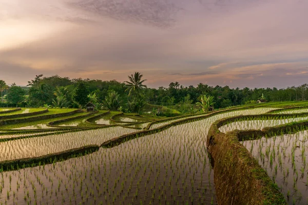 在印尼的稻田上 晨曦闪耀的景象 — 图库照片