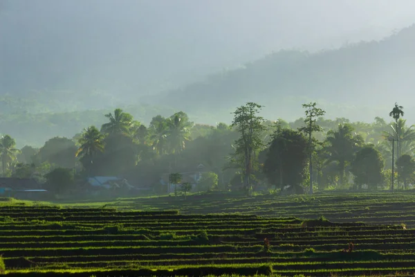 Widok Porannego Słońca Świecącego Górskim Obszarze Liściastych Wzgórz Sumatry — Zdjęcie stockowe