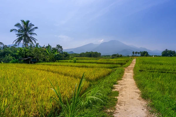 Indonesia Natural Scenery Beautiful Village Roads Rice Fields —  Fotos de Stock