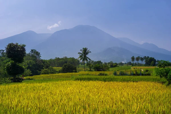 Природные Пейзажи Индонезии Красивыми Рисовыми Полями Горном Хребте Суматры — стоковое фото