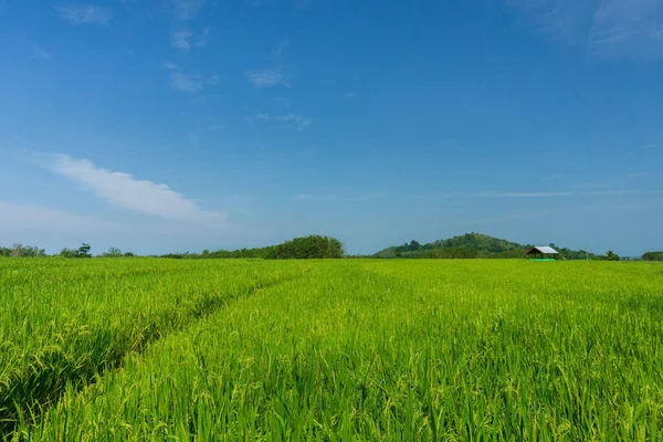 印度尼西亚拥有乡村道路基础设施和绿稻田的自然景观 — 图库照片