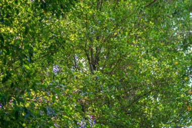 Yeşil karanfil yaprağı fotoğrafı ve tropikal ormanda doğal ışık.